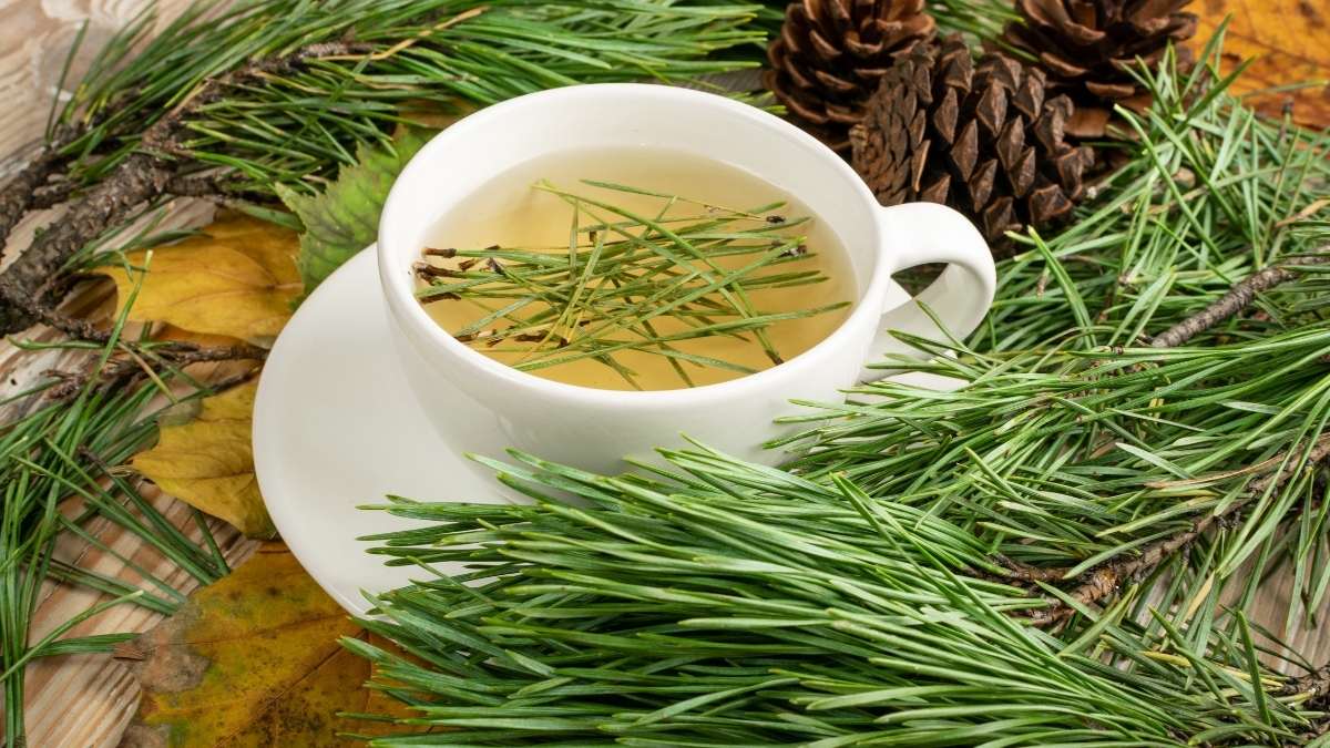 Pine Needle Tea Benefits and Side Effects