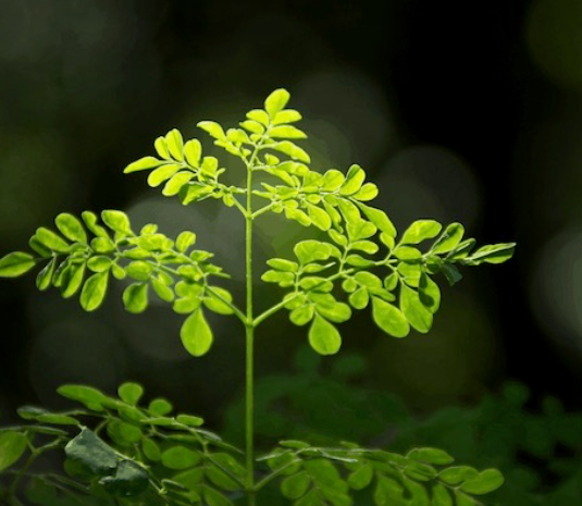 Growing Moringa In Containers