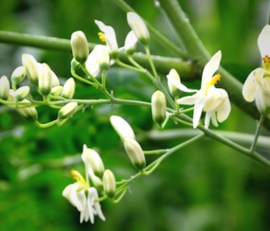 What is the Moringa flower used for?