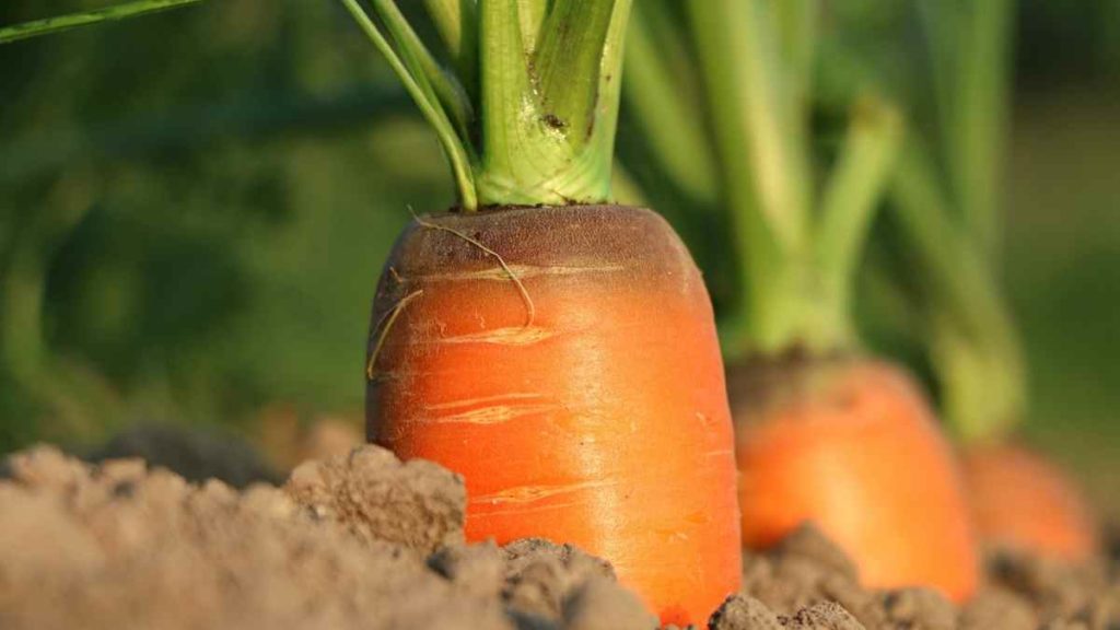 Can I use carrot instead of rutabaga?