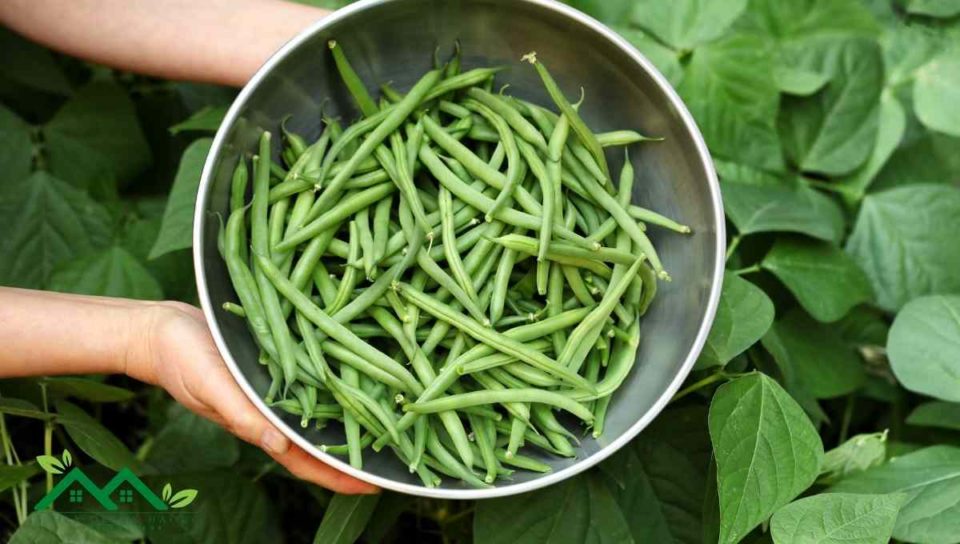 Substitutes For Green Beans