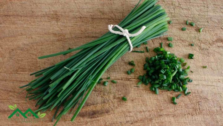 Chives are herbs that are known for their spring onion-like flavor