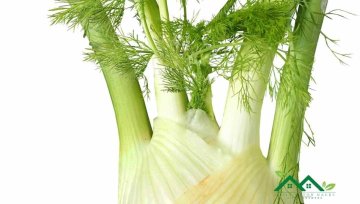 Fennel Stalks Are A Good Celery Stick Alternative